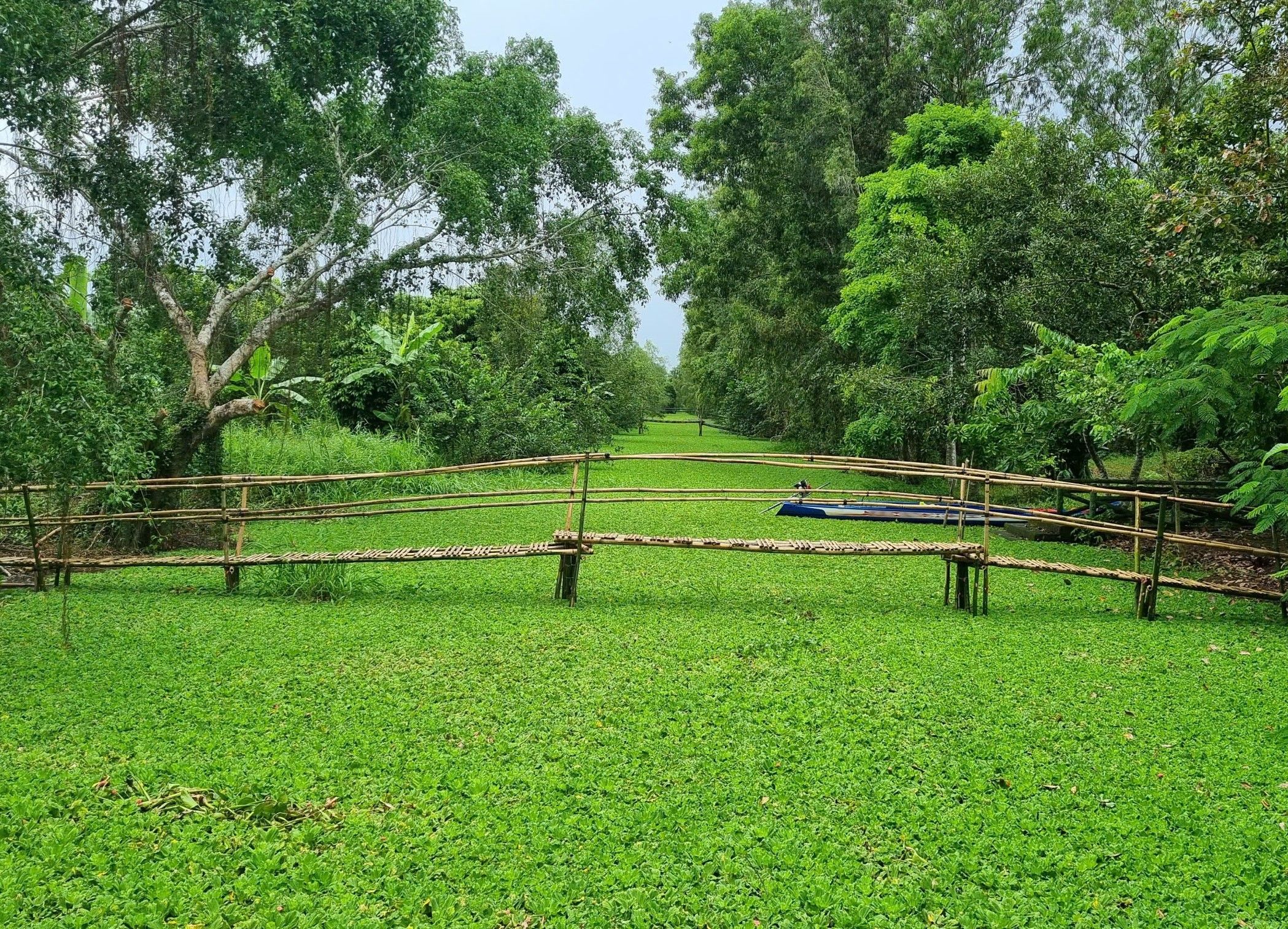 Cai Rang floating market and flooding forest tour