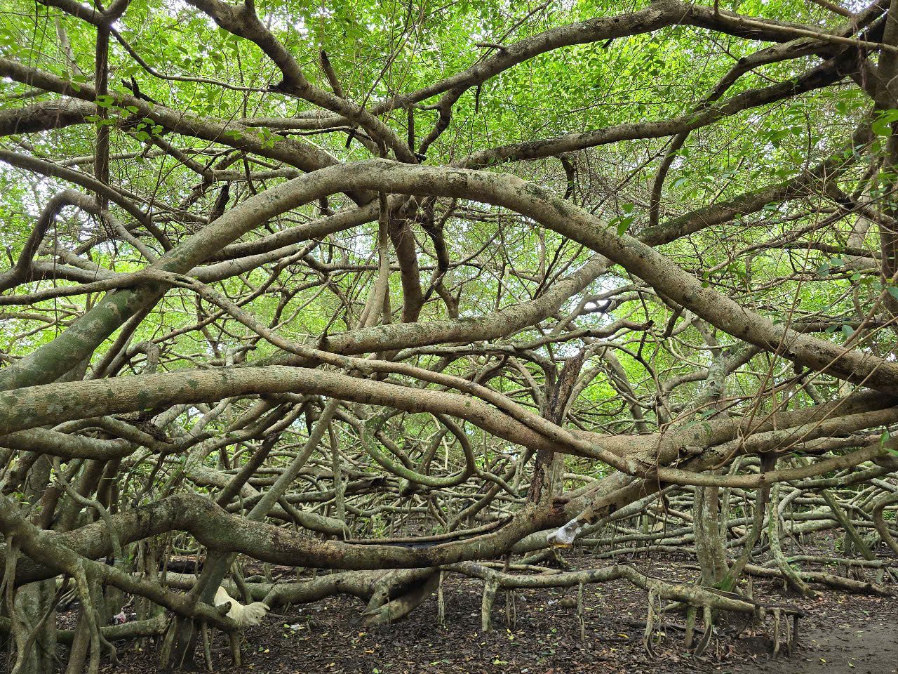 Day Trip From Can Tho City